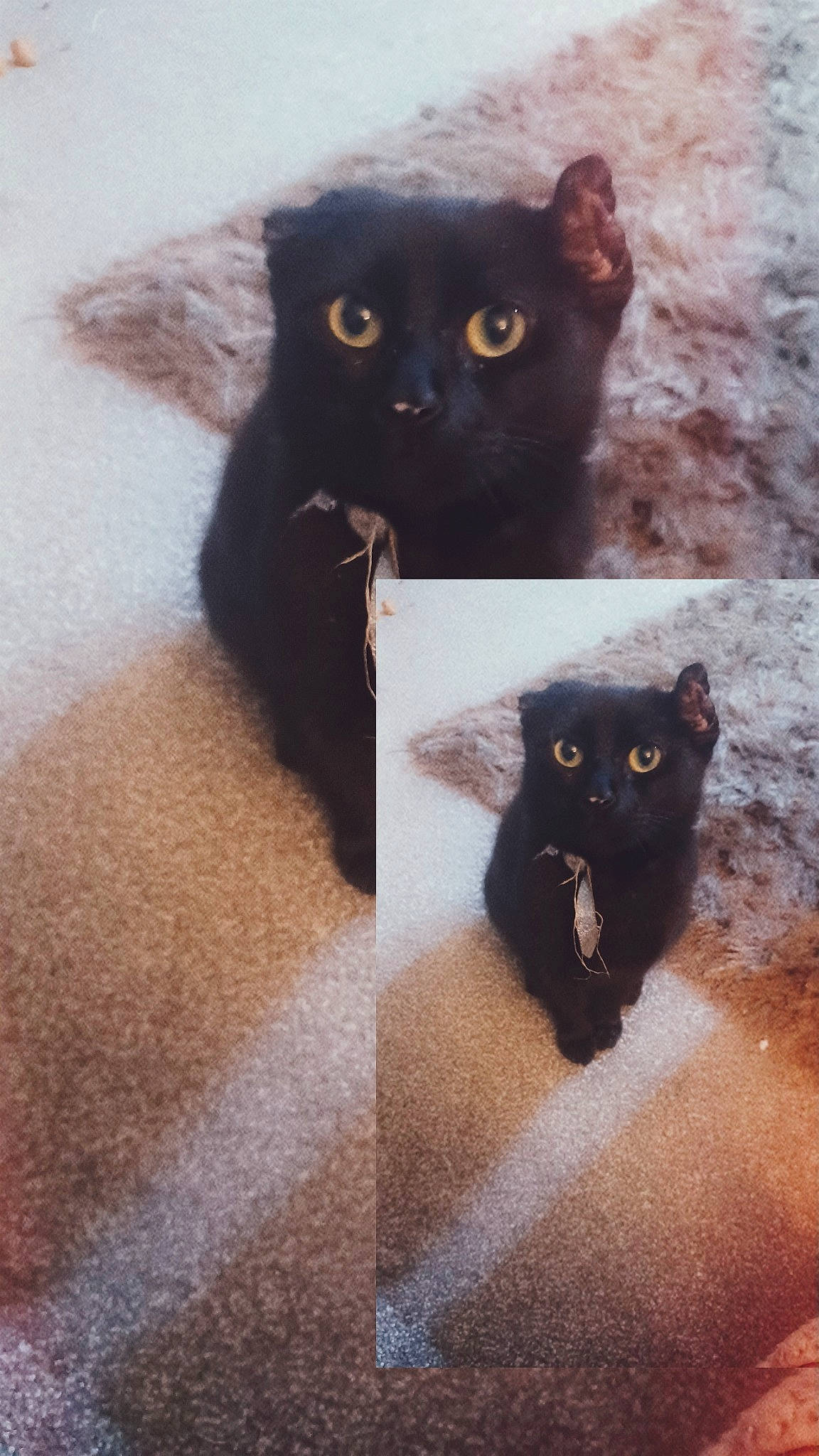 Lucky joined the competition — help win amazing prizes! black_cat, bombay, carnivore, cat, domestic_short_haired_cat, eye, felidae, flooring, fur, grey, iris, mammal, paw, plant, small_to_medium_sized_cats, snout, tail, terrestrial_animal, vertebrate, whiskers