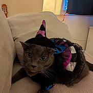 Heatherrose is registered to the contest to win money with this photo: cat, gray_cat, costume, witch_hat, purple, black, blue, frills, indoor, couch, lamp, string_lights, pet, animal, whiskers, curious, cozy, feline, closeup, festive