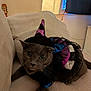 cat, gray_cat, costume, witch_hat, purple, black, blue, frills, indoor, couch, lamp, string_lights, pet, animal, whiskers, curious, cozy, feline, closeup, festive