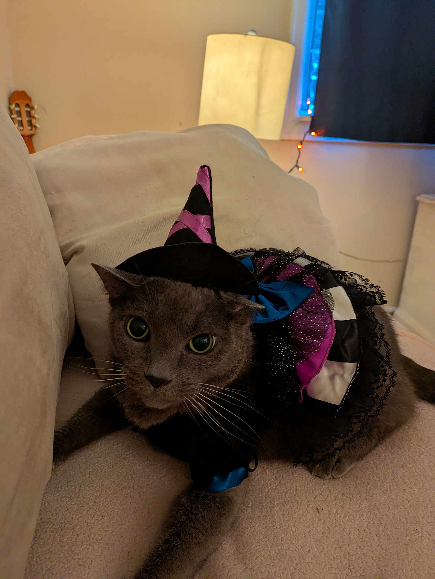 Heatherrose is registered to the contest to win money with this photo: cat, gray_cat, costume, witch_hat, purple, black, blue, frills, indoor, couch, lamp, string_lights, pet, animal, whiskers, curious, cozy, feline, closeup, festive