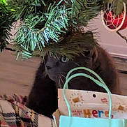 Heatherrose is registered to the contest to win money with this photo: animal, black_cat, cat, christmas, christmas_tree, closeup, cozy, curious, decorations, feline, festive, floor, gift_bag, greenery, holiday, holiday_decor, indoor, ornament, pet, plaid_blanket