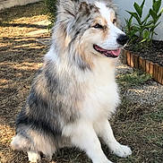 Akina participe au concours pour gagner de l'argent avec cette photo : dog, canine, fluffy, long_hair, blue_merle, white_fur, gray_fur, sitting, smiling, open_mouth, pointed_ears, black_nose, outdoor, garden, yard, grass, plants, gravel, sunlight, pet