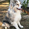 dog, canine, fluffy, long_hair, blue_merle, white_fur, gray_fur, sitting, smiling, open_mouth, pointed_ears, black_nose, outdoor, garden, yard, grass, plants, gravel, sunlight, pet