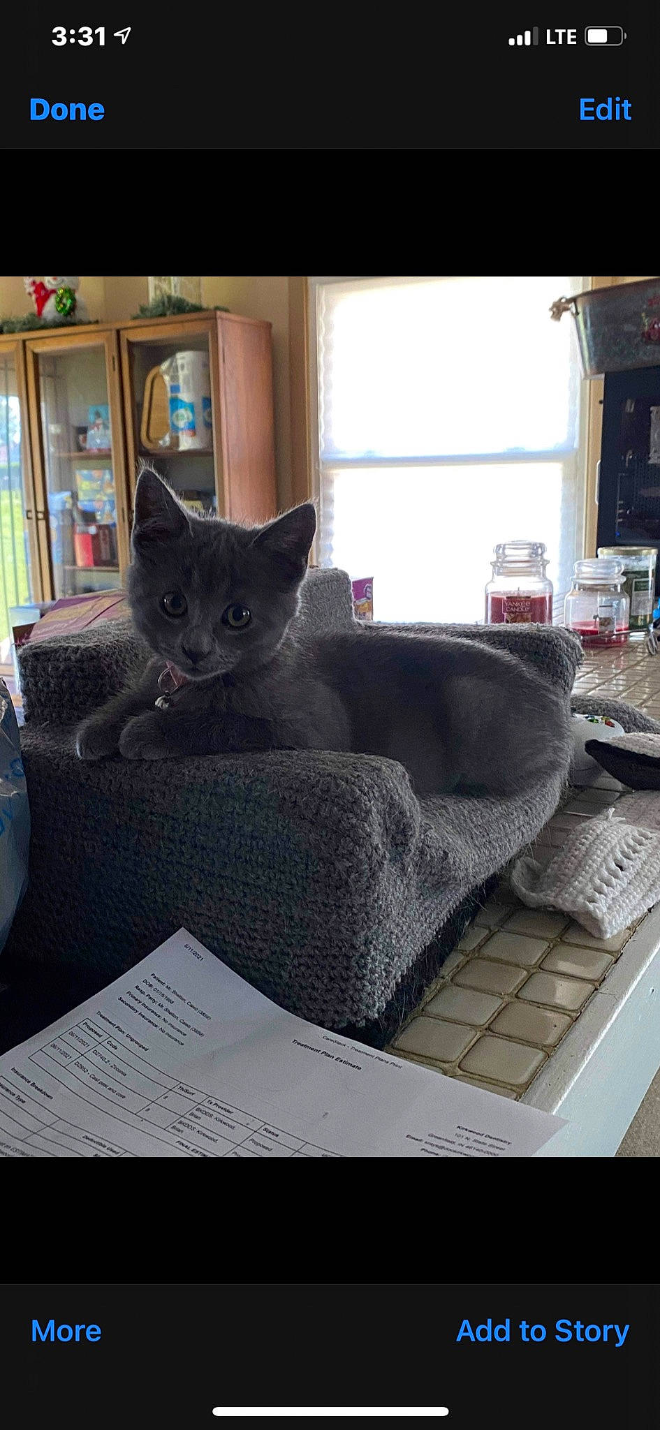 Shadow is registered to the contest to win money with this photo: black_cat, bombay, carnivore, cat, comfort, computer_keyboard, couch, felidae, flooring, grey, living_room, mammal, room, small_to_medium_sized_cats, studio_couch, table, tail, whiskers, window, wood