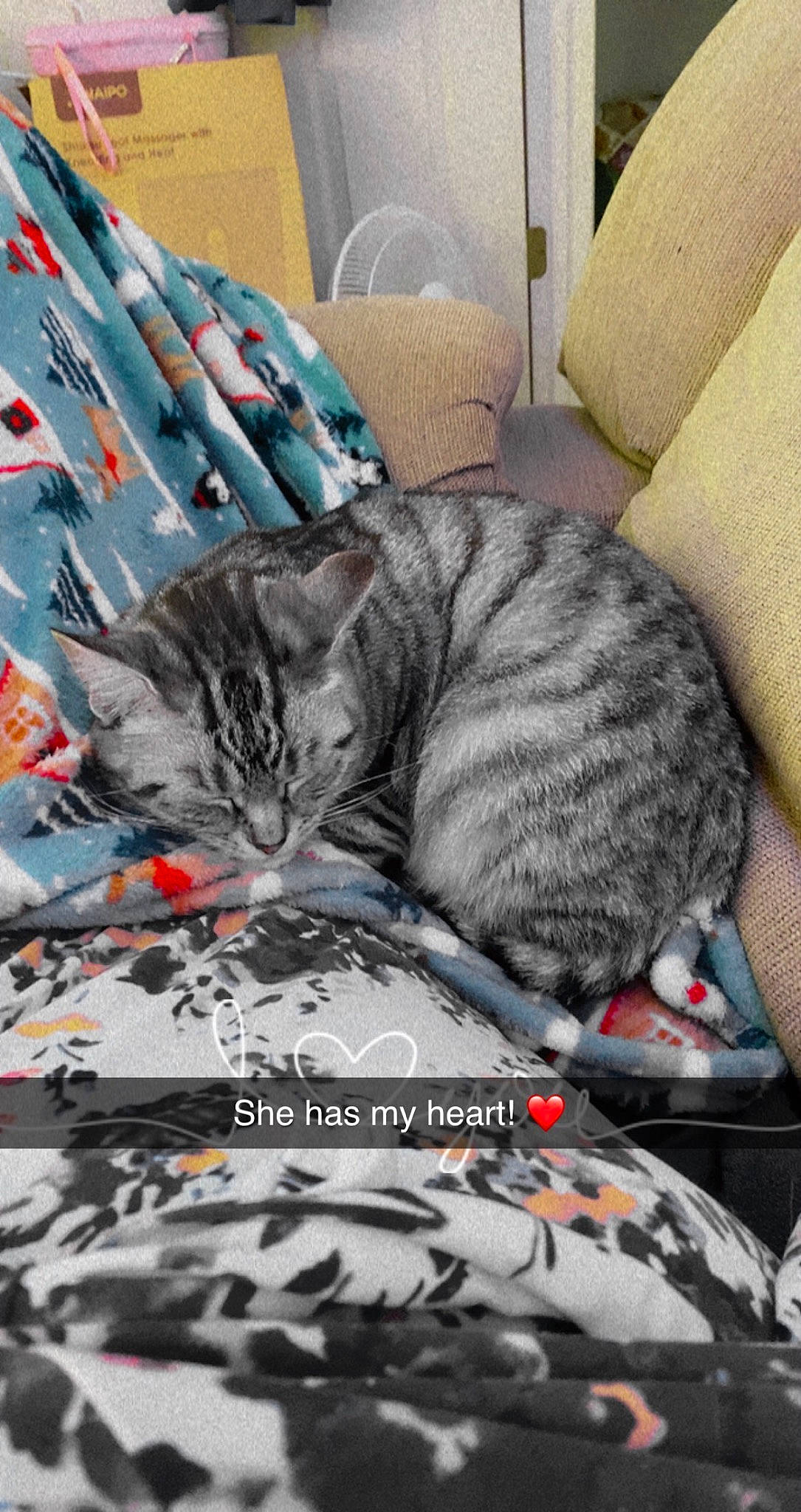 Diamond is registered to the contest to win money with this photo: art, bedding, carnivore, cat, claw, comfort, domestic_short_haired_cat, felidae, fur, grey, linens, mammal, nap, pattern, paw, publication, sleep, small_to_medium_sized_cats, vertebrate, whiskers