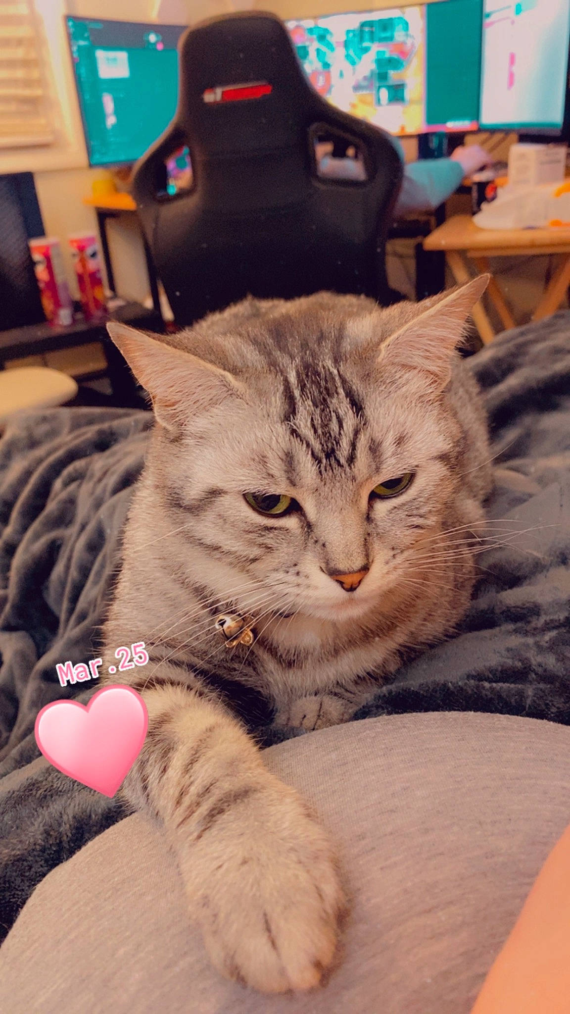 Diamond is registered to the contest to win money with this photo: carnivore, cat, chair, claw, comfort, domestic_short_haired_cat, eyewear, fawn, felidae, fur, luggage_and_bags, nail, paw, room, sitting, small_to_medium_sized_cats, snout, whiskers