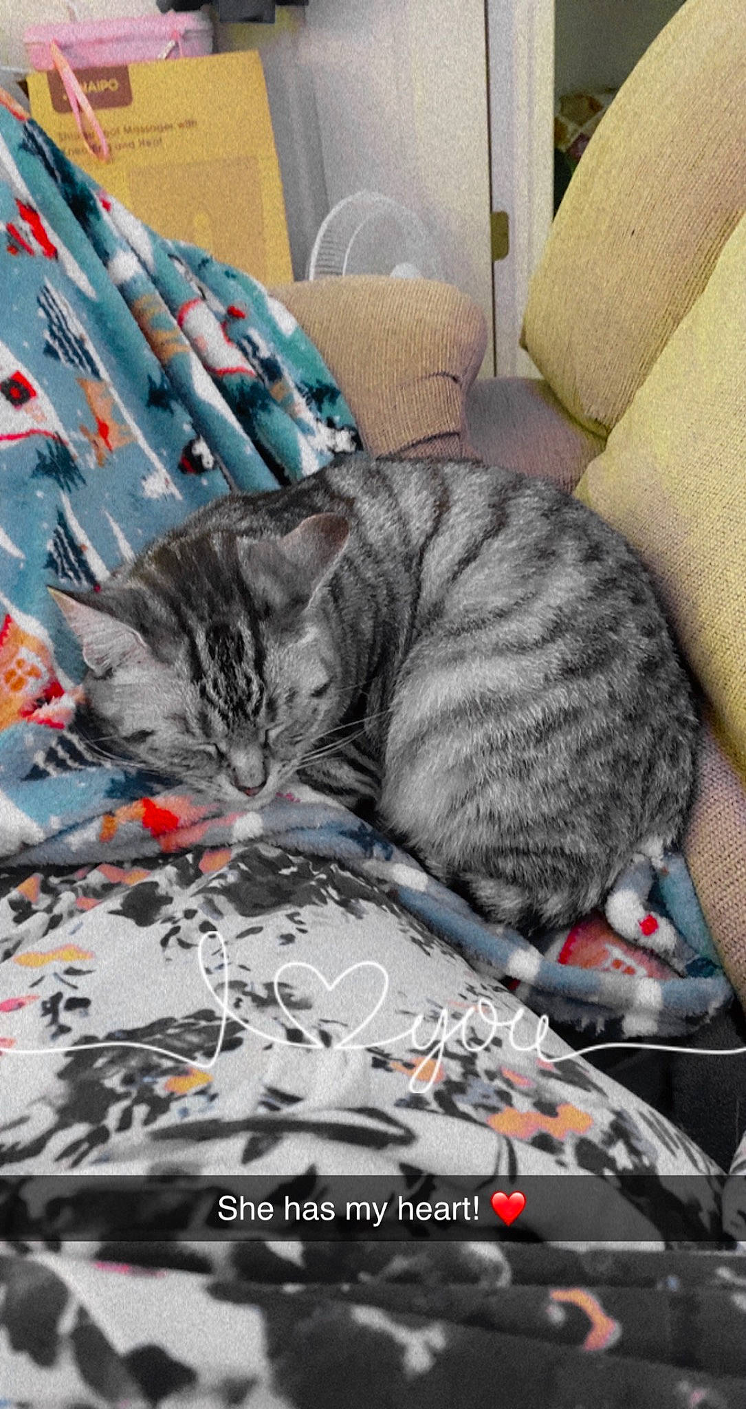 Diamond is registered to the contest to win money with this photo: automotive_design, bedding, carnivore, cat, comfort, couch, domestic_short_haired_cat, felidae, fur, grey, linens, mammal, motor_vehicle, nap, paw, publication, small_to_medium_sized_cats, vertebrate, whiskers