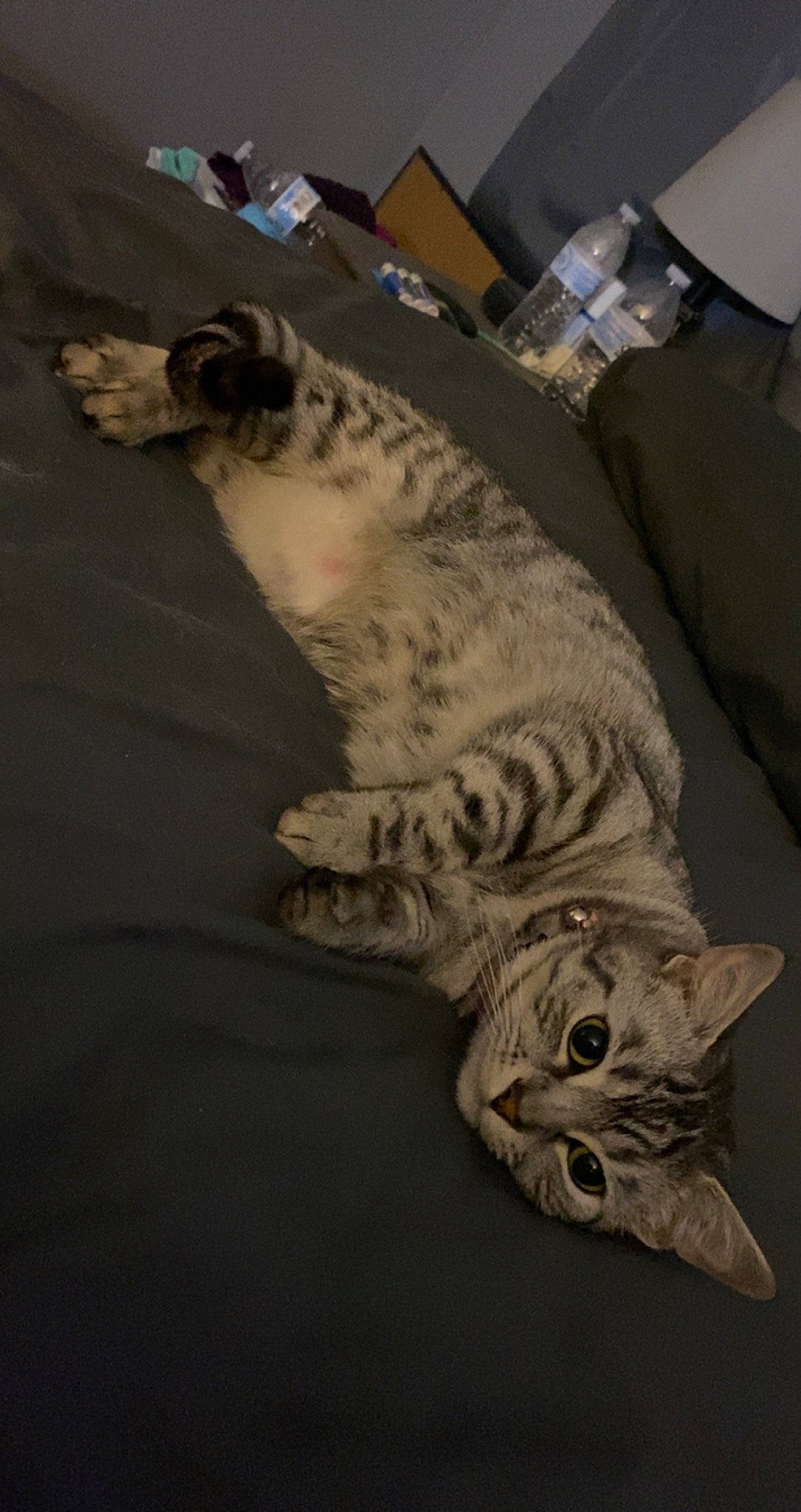 Diamond joined the competition — help win amazing prizes! carnivore, cat, comfort, couch, domestic_short_haired_cat, felidae, flooring, fur, grey, linens, nap, paw, room, small_to_medium_sized_cats, snout, tail, terrestrial_animal, whiskers, wood