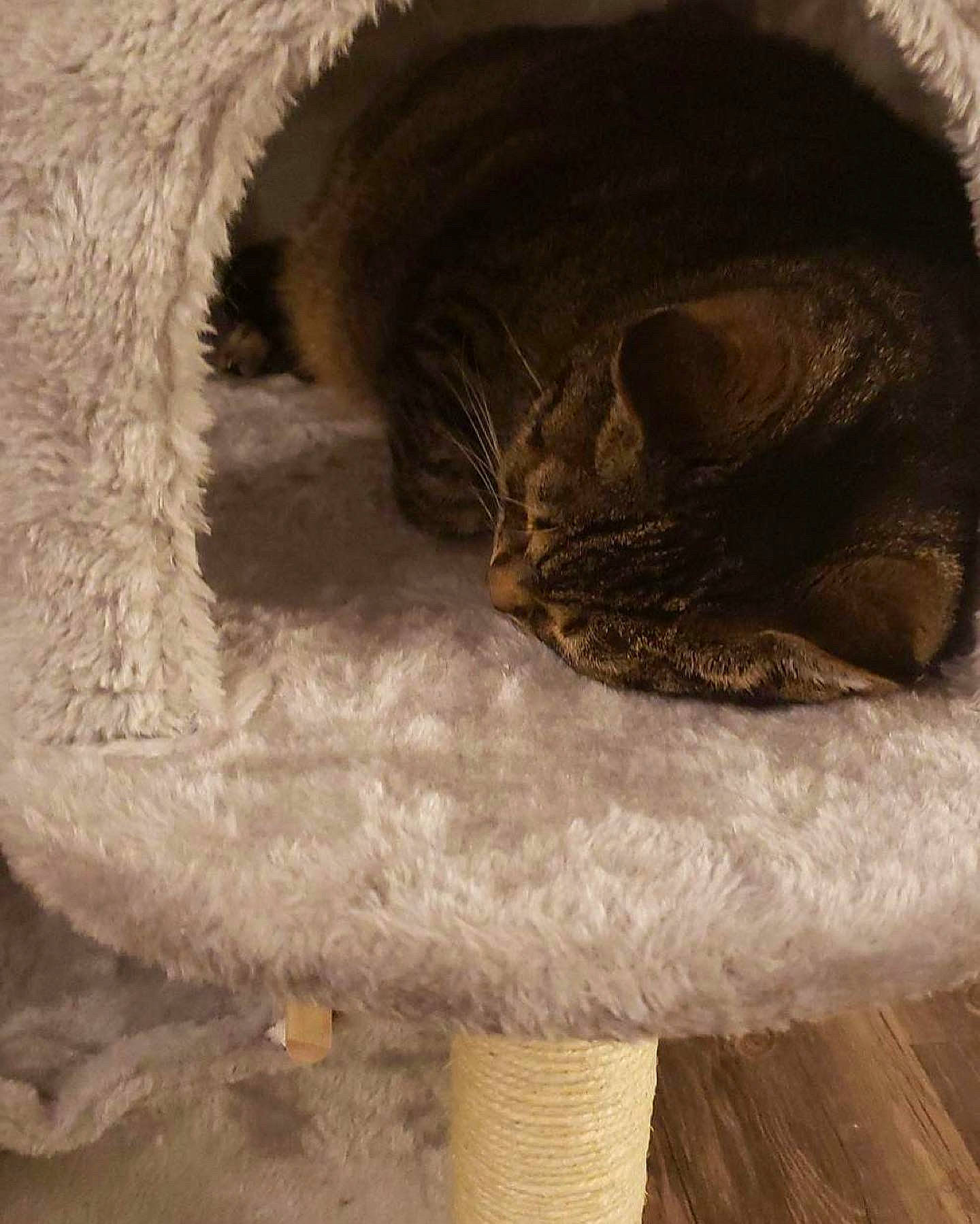 Storm is registered to the contest to win money with this photo: carnivore, cat, cat_bed, cat_supply, claw, comfort, domestic_short_haired_cat, fawn, felidae, fur, grey, natural_material, paw, pet_supply, small_to_medium_sized_cats, snout, tail, terrestrial_animal, whiskers, wood