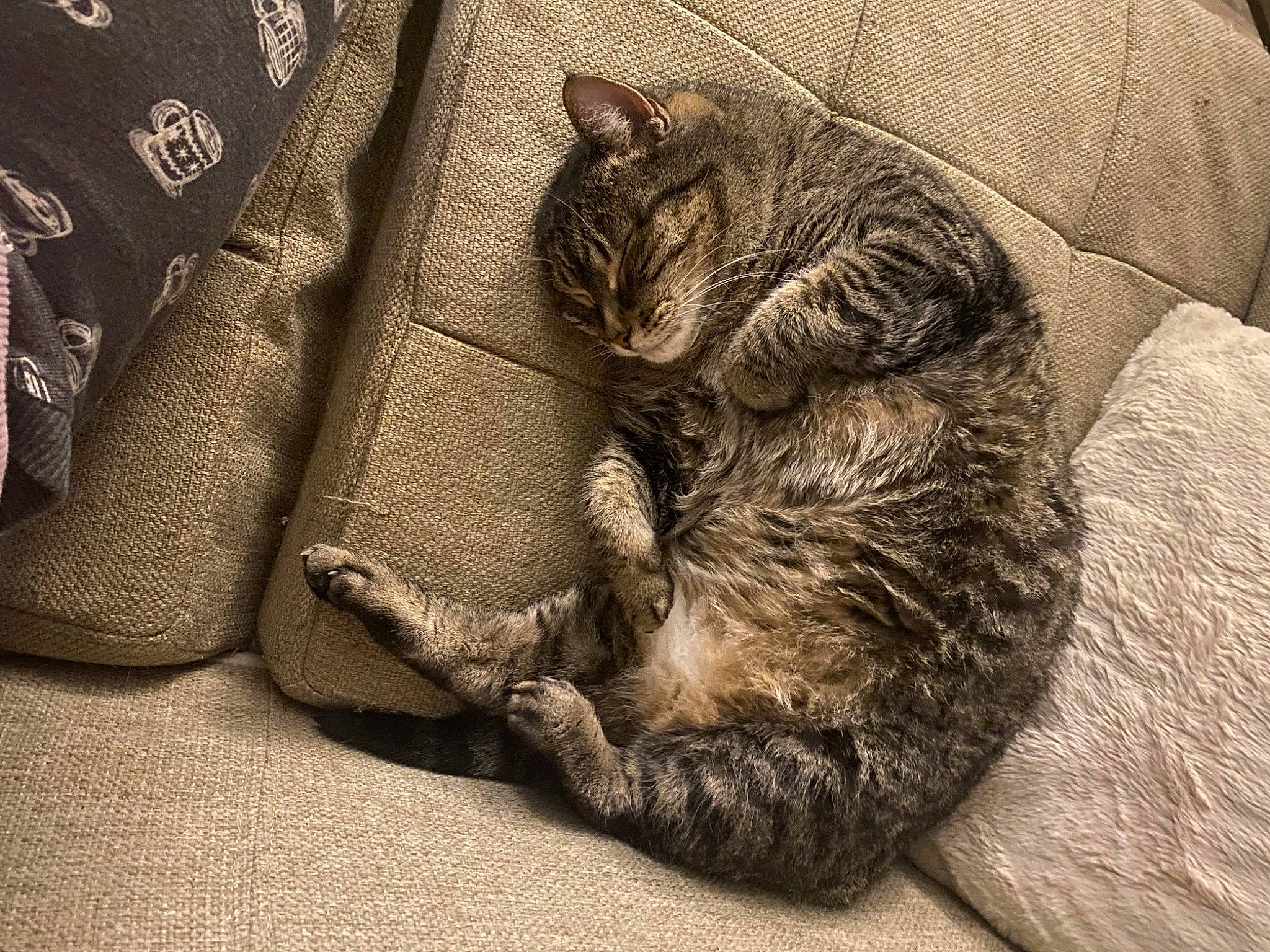 Storm is registered to the contest to win money with this photo: carnivore, cat, claw, comfort, domestic_short_haired_cat, felidae, fur, grey, linens, monochrome, monochrome_photography, nap, paw, sleep, small_to_medium_sized_cats, snout, tail, terrestrial_animal, whiskers, wood