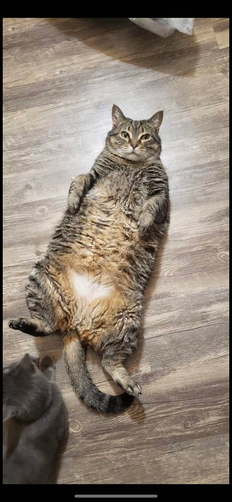 Storm is registered to the contest to win money with this photo: art, carnivore, cat, claw, domestic_short_haired_cat, eye, felidae, fur, hair, head, rectangle, sitting, small_to_medium_sized_cats, snout, tail, terrestrial_animal, water, whiskers, wildlife, wood