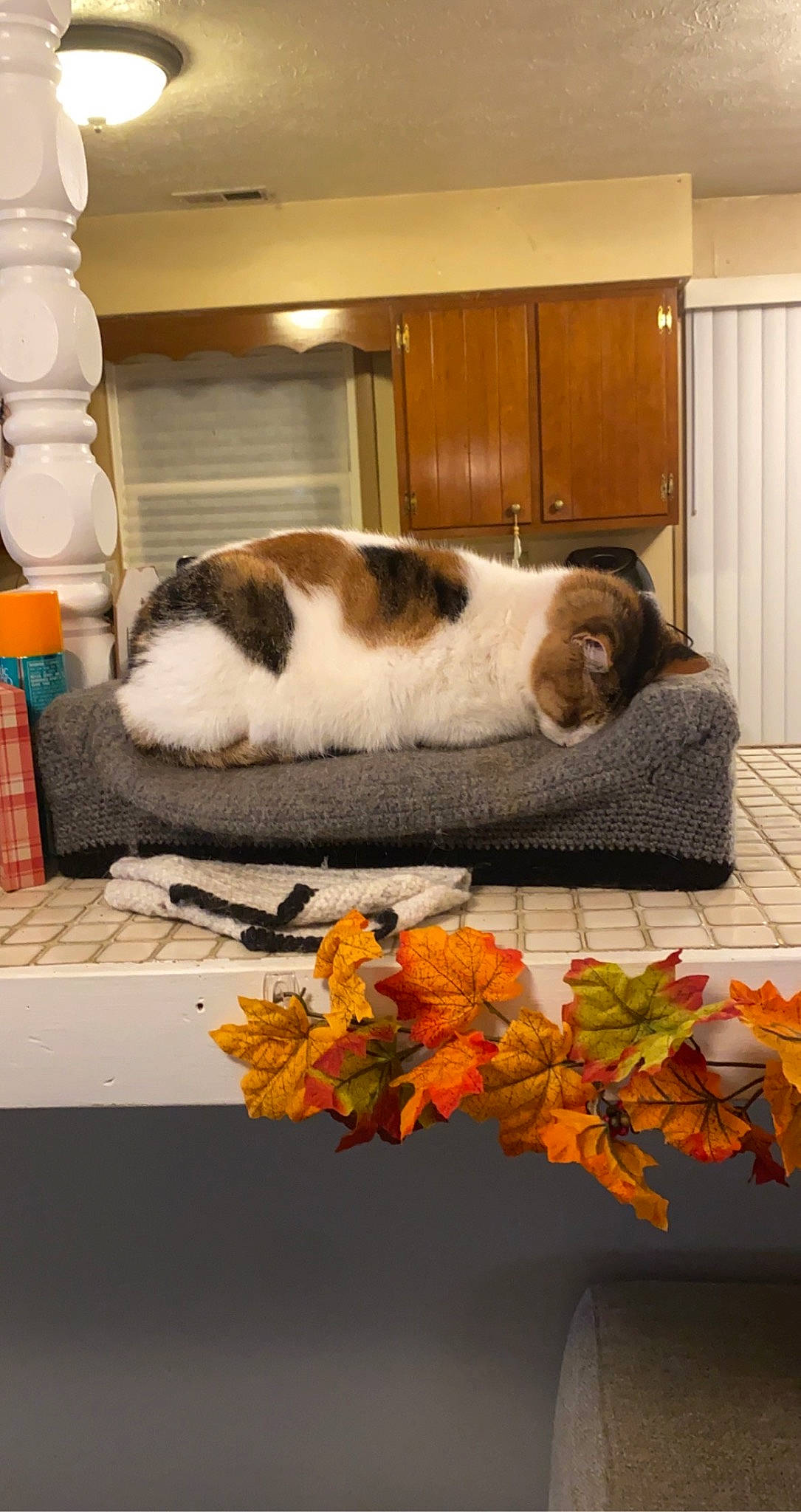 Callie is registered to the contest to win money with this photo: carnivore, cat, cat_supply, comfort, companion_dog, door, felidae, flooring, flower, fur, linens, plant, rectangle, room, small_to_medium_sized_cats, table, tail, textile, whiskers, wood