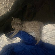 Joey joined the competition — help win amazing prizes! kitten, cat, sleeping, blanket, furry, pet, cozy, indoor, resting, animal, cute, soft, gray, fur, comfort, relaxed, small, laying, domestic, nap