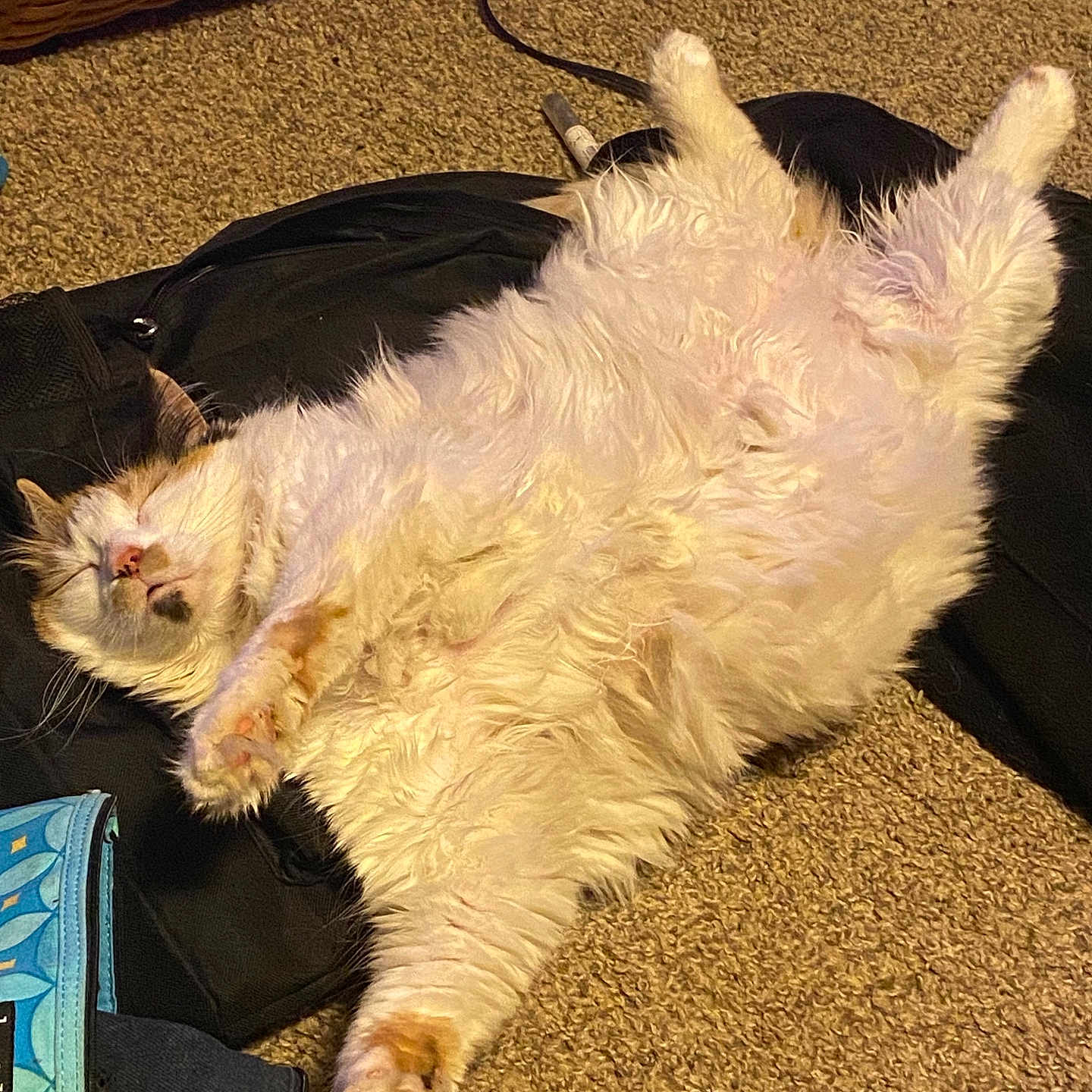 Hazel is registered to the contest to win money with this photo: angora, animal, bag, boat, canine, cat, couch, dog, electronics, furniture, hardwood, indoors, kitten, manx, person, pet, sleeping, transportation, vehicle, wood