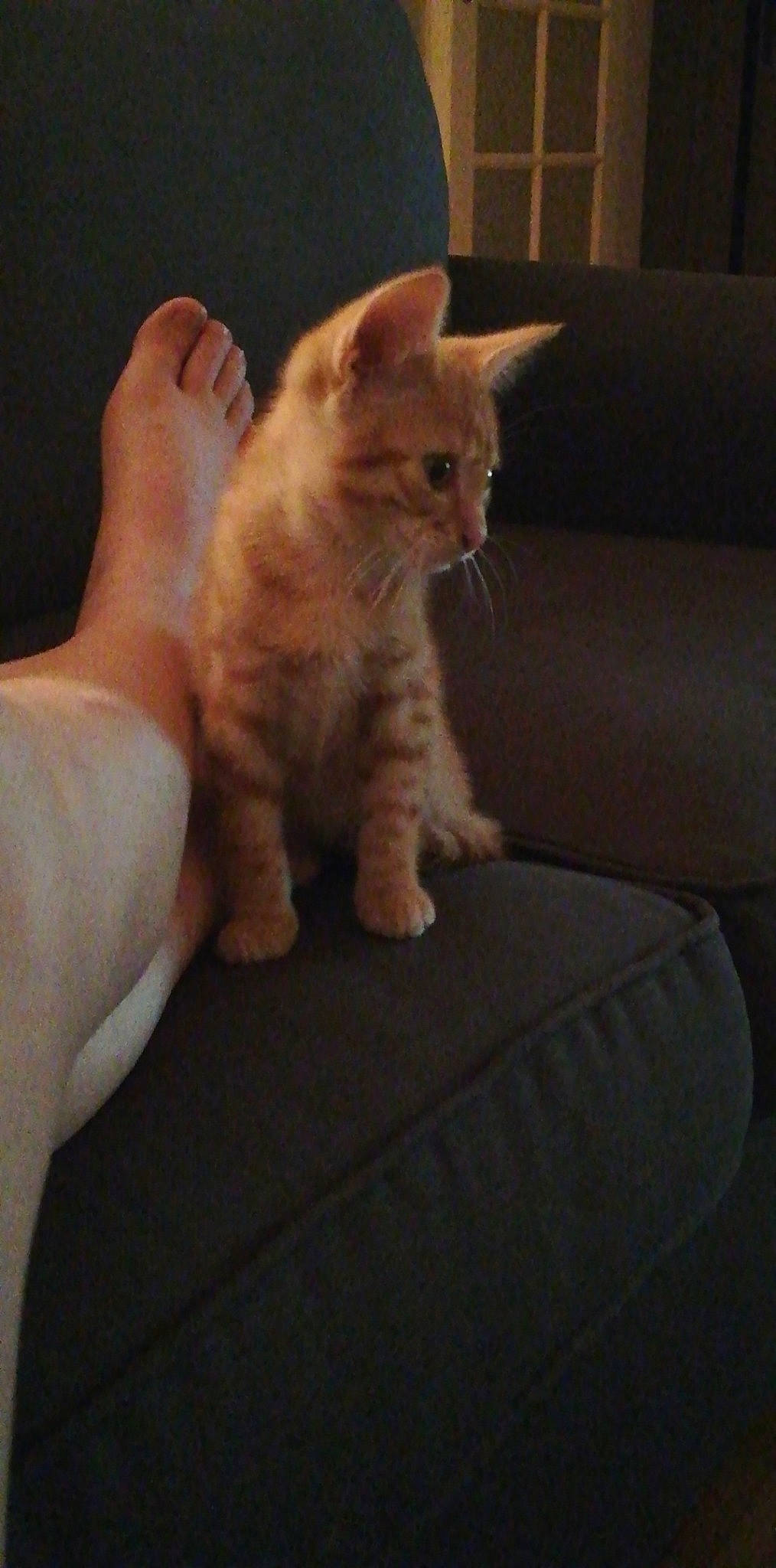 Laya participe au concours pour gagner de l'argent avec cette photo : carnivore, cat, european_shorthair, fawn, felidae, fur, german_rex, kitten, maine_coon, mammal, munchkin, paw, polydactyl_cat, small_to_medium_sized_cats, tabby_cat, tail, turkish_angora, turkish_van, vertebrate, whiskers