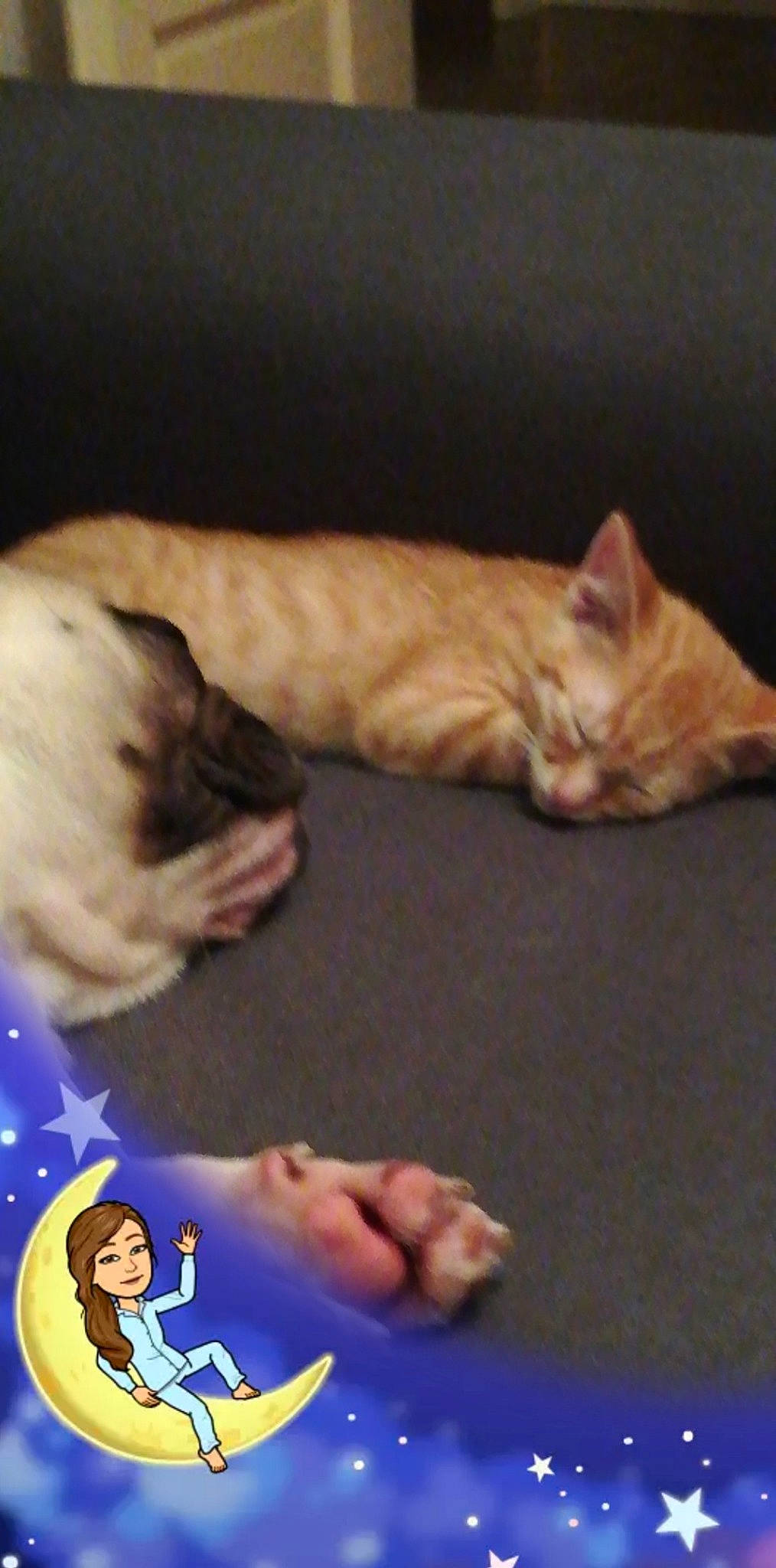 Laya a rejoint le concours — aidez-le/la à gagner de superbes lots ! asian, carnivore, cat, european_shorthair, fawn, felidae, kitten, small_to_medium_sized_cats, whiskers