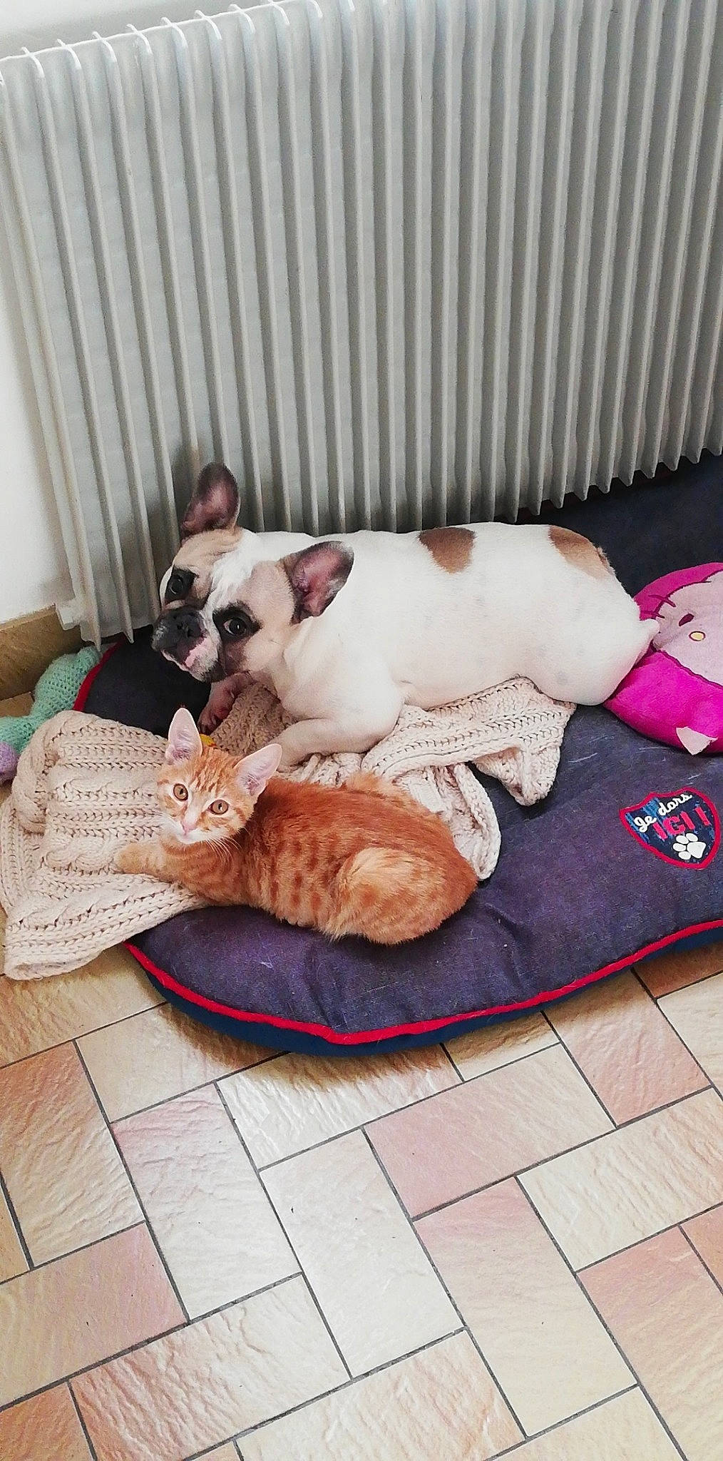 Laya participe au concours pour gagner de l'argent avec cette photo : bulldog, canidae, carnivore, companion_dog, dog, dog_breed, fawn, french_bulldog, nap, non_sporting_group, play, puppy, puppy_love, sleep, toy_bulldog