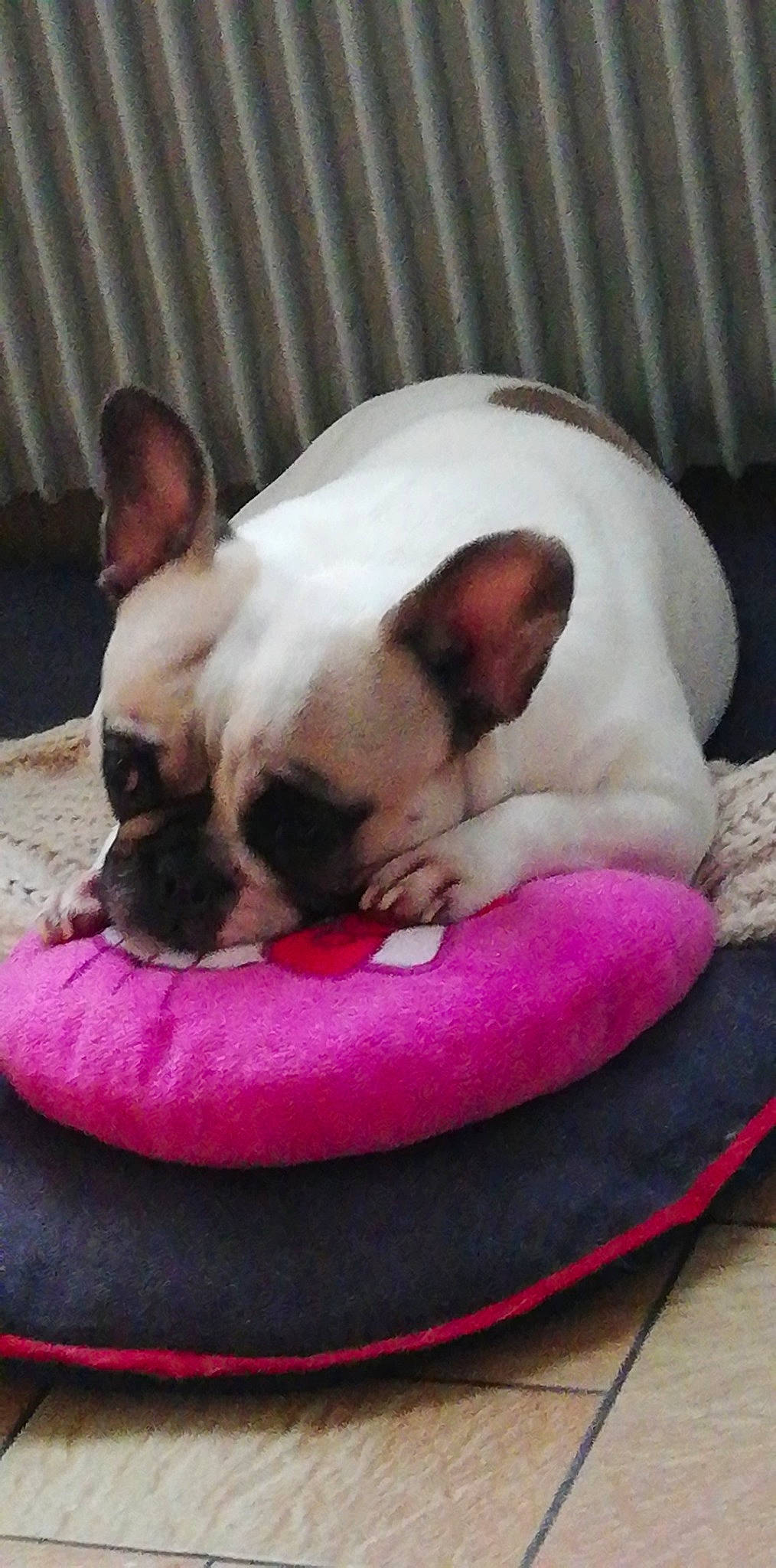 Nyssa a rejoint le concours — aidez-le/la à gagner de superbes lots ! bulldog, canidae, carnivore, companion_dog, dog, dog_bed, dog_breed, fawn, french_bulldog, mammal, mouth, nap, non_sporting_group, nose, puppy, puppy_love, skin, snout, toy_bulldog, vertebrate