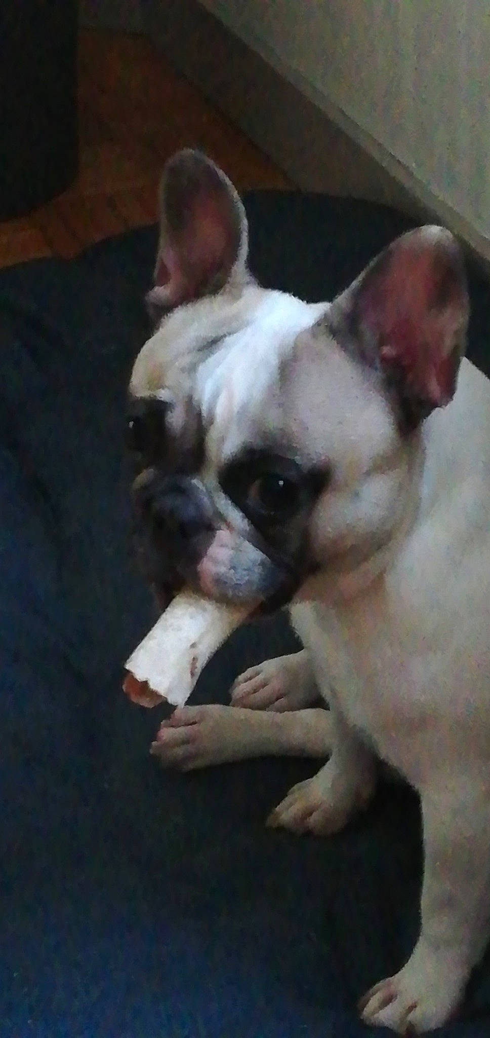 Nyssa participe au concours pour gagner de l'argent avec cette photo : bulldog, canidae, carnivore, companion_dog, dog, dog_breed, ear, eye, fawn, french_bulldog, head, mammal, non_sporting_group, nose, puppy, skin, snout, toy_bulldog, vertebrate, whiskers