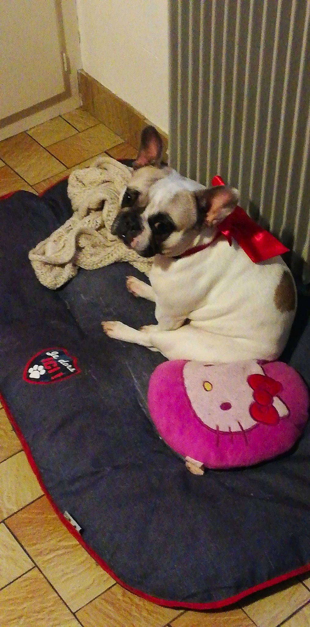 Nyssa a rejoint le concours — aidez-le/la à gagner de superbes lots ! american_bulldog, british_bulldogs, bulldog, canidae, carnivore, companion_dog, dog, dog_bed, dog_breed, fawn, french_bulldog, mammal, non_sporting_group, old_english_bulldog, olde_english_bulldogge, pug, puppy_love, toy_bulldog, toy_dog