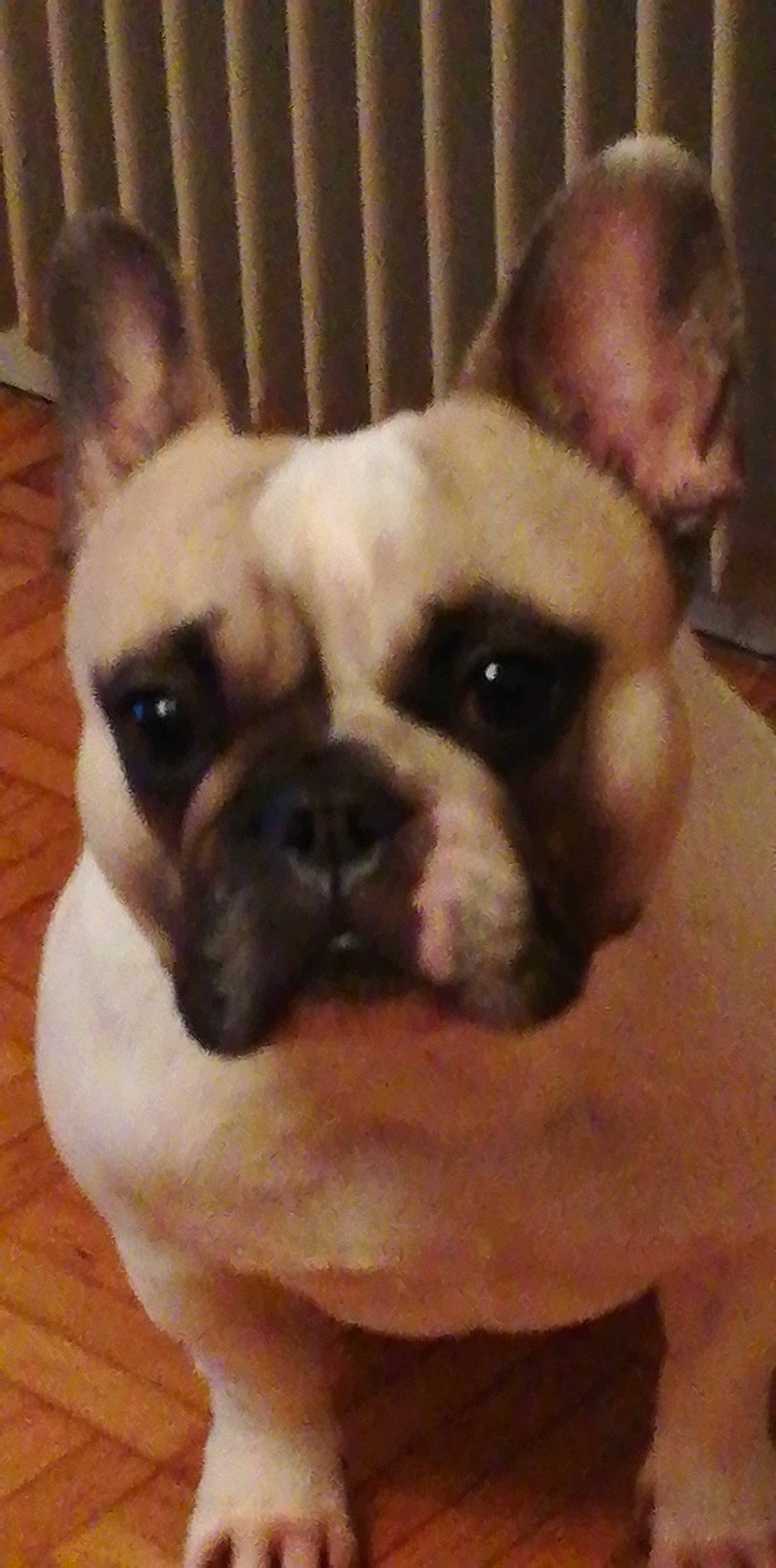 Nyssa participe au concours pour gagner de l'argent avec cette photo : ancient_dog_breeds, bulldog, canidae, carnivore, companion_dog, dog, dog_breed, ear, eye, fawn, french_bulldog, mammal, non_sporting_group, nose, puppy_love, skin, snout, toy_bulldog, vertebrate, whiskers