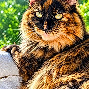 Dutchess is registered to the contest to win money with this photo: cat, tortoiseshell, feline, pet, animal, close_up, portrait, face, eyes, whiskers, fur, fluffy, orange, black, cream, green_eyes, outdoor, sunlight, blanket, relaxed