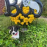 Papi joined the competition — help win amazing prizes! puppy, dog, grass, clover, flowers, yellow_flowers, halloween, ghost_decoration, pumpkin, outdoor, cute, pet, playful, greenery, garden, festive, decoration, black_and_white, collar, spring