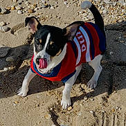 Papi joined the competition — help win amazing prizes! dog, puppy, beach, sand, sunlight, sweater, playful, tongue_out, small_dog, pet, outdoor, animal, cute, ears, black_and_white, walking, nature, summer, daytime, ground