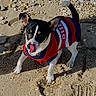 dog, puppy, beach, sand, sunlight, sweater, playful, tongue_out, small_dog, pet, outdoor, animal, cute, ears, black_and_white, walking, nature, summer, daytime, ground