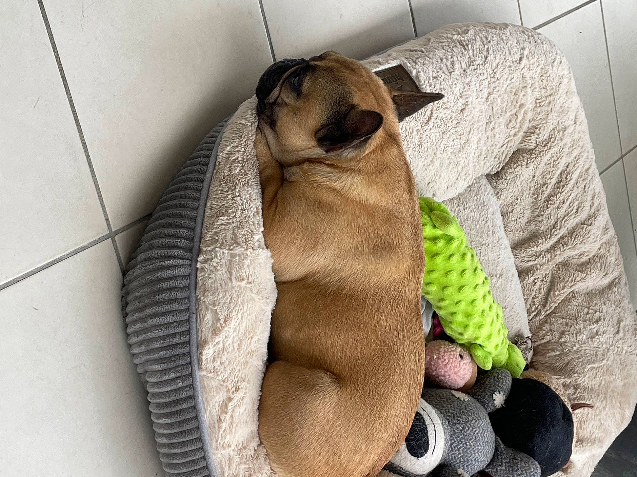 Simone participe au concours pour gagner de l'argent avec cette photo : bag, comfort, eyewear, fashion_accessory, fawn, fur, glove, linens, pattern, personal_protective_equipment, plush, sleeve, snout, stuffed_toy, tail, terrestrial_animal, toy, wool, woolen, working_animal