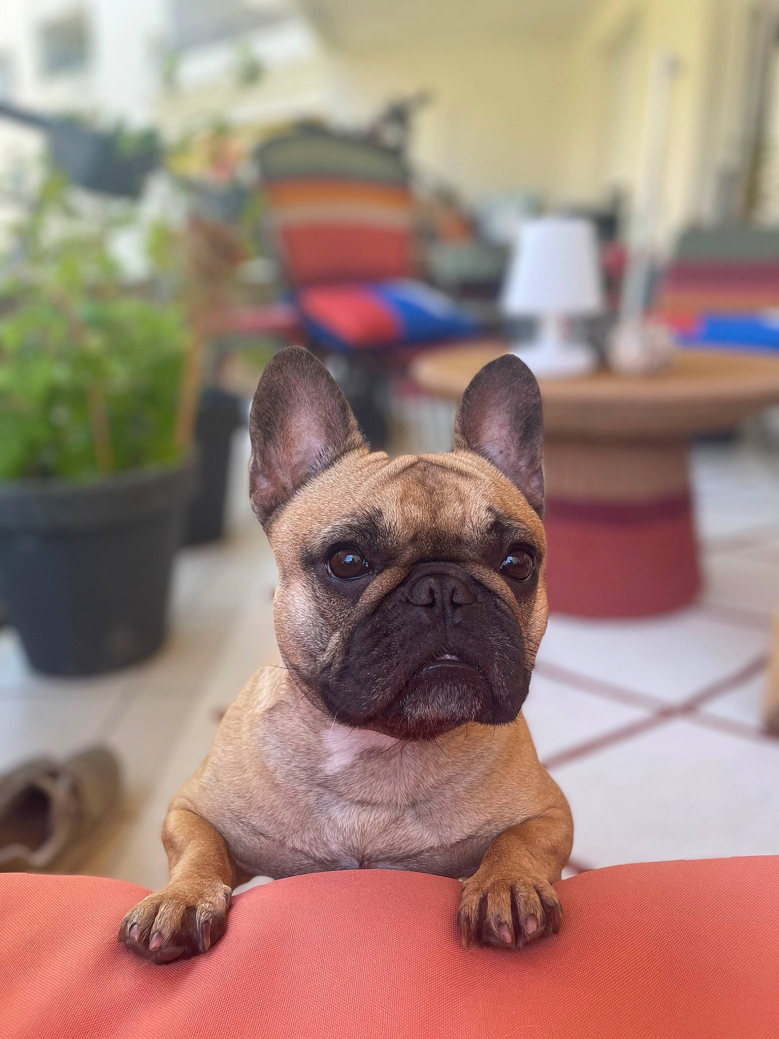 Simone participe au concours pour gagner de l'argent avec cette photo : bulldog, canidae, carnivore, comfort, companion_dog, dog, dog_breed, ear, fawn, flowerpot, french_bulldog, houseplant, plant, snout, sporting_group, terrestrial_animal, toy_dog, whiskers, working_animal, wrinkle