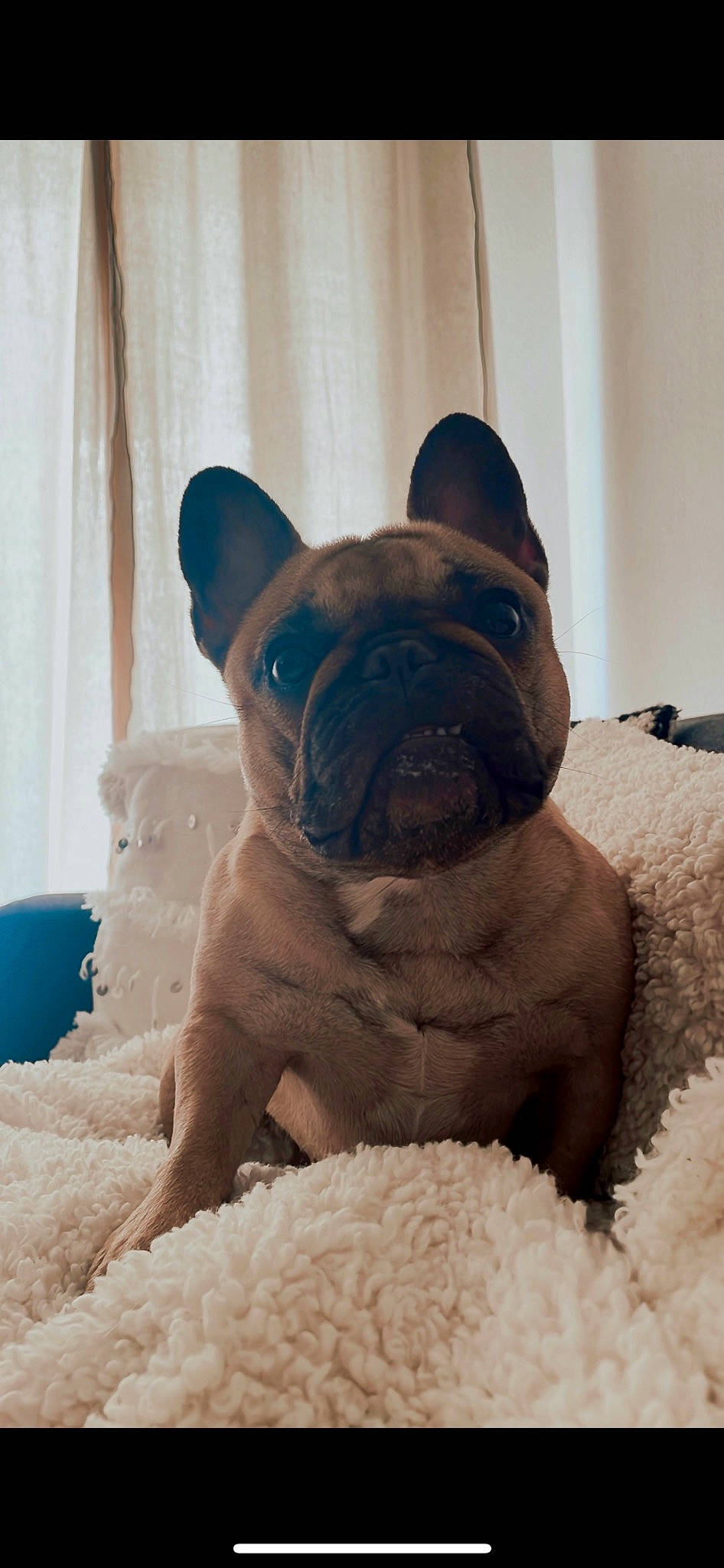 Simone a rejoint le concours — aidez-le/la à gagner de superbes lots ! bulldog, canidae, carnivore, comfort, companion_dog, curtain, dog, dog_breed, ear, eye, fawn, molosser, snout, sporting_group, terrestrial_animal, toy, toy_dog, whiskers, working_animal, wrinkle