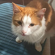 Kitty joined the competition — help win amazing prizes! cat, orange_cat, white_cat, pet, feline, animal, indoor, cushion, blue_cushion, whiskers, ears, fur, close_up, looking_up, seated, floor, cozy, domestic, cute, soft_texture