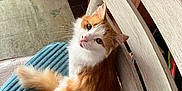 Kitty is registered to the contest to win money with this photo: cat, orange_cat, white_cat, fluffy, pet, indoor, chair, cushion, looking_up, tongue_out, feline, domestic_animal, fur, cute, animal, wooden_chair, home, cozy, relaxed, sitting