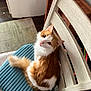 cat, orange_cat, white_cat, fluffy, pet, indoor, chair, cushion, looking_up, tongue_out, feline, domestic_animal, fur, cute, animal, wooden_chair, home, cozy, relaxed, sitting