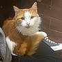 Kitty joined the competition — help win amazing prizes! cat, orange_and_white, fluffy, pet, lap, indoor, floor, shoe, sneaker, curious, close_up, whiskers, fur, relaxed, person, casual, home, animal, comfort, resting