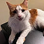 Kitty joined the competition — help win amazing prizes! cat, orange, white, fur, whiskers, animal, pet, indoor, closeup, face, ears, paws, relaxed, looking, black_surface, feline, cute, domestic, mammal, portrait