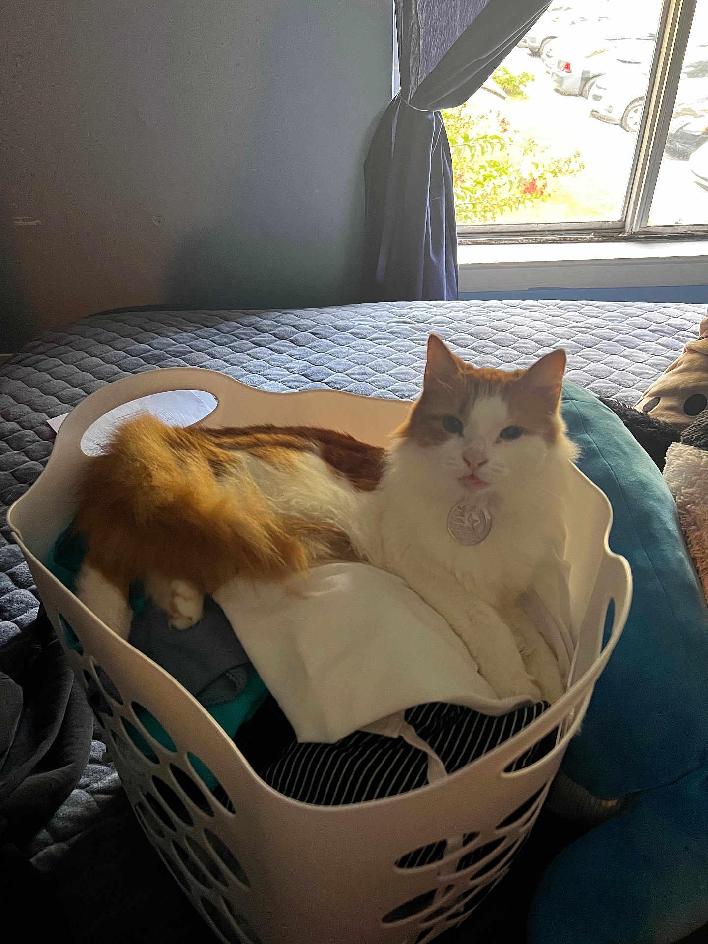 Kitty joined the competition — help win amazing prizes! cat, laundry_basket, bed, clothing, window, curtains, indoor, pet, feline, relaxed, orange_and_white, soft_light, cozy, domestic, resting, sleepy, curious, household, fabric, sunlight