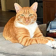 Mr. Jinx is registered to the contest to win money with this photo: cat, orange_tabby, white_paws, white_chest, pet, feline, indoor, cushion, relaxed, looking_at_camera, domestic_cat, fur, whiskers, ears, eyes, paw, home, furniture, animal, resting