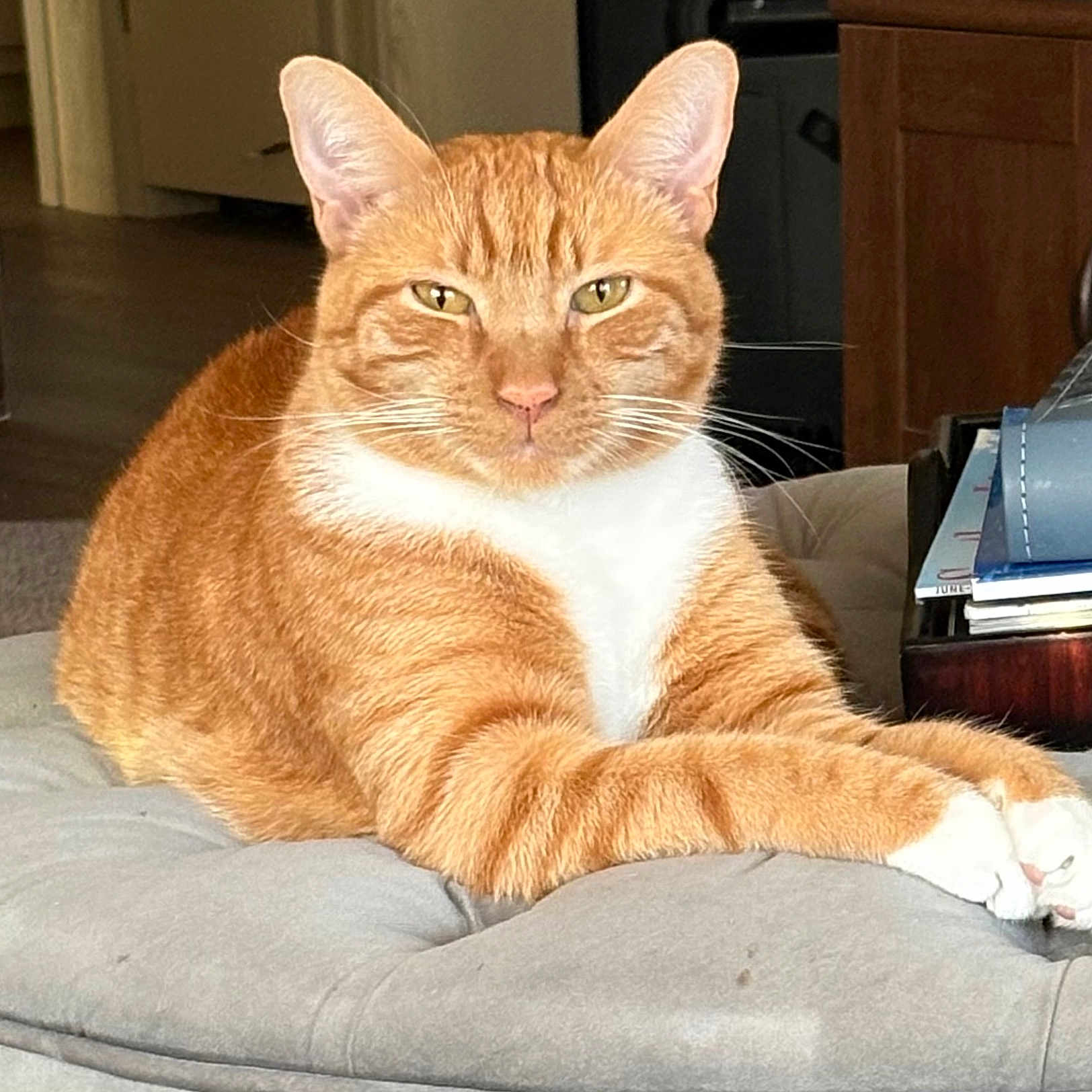 Mr. Jinx