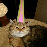 Suki is registered to the contest to win money with this photo: animal, beige, brown, cat, cat_tree, celebration, cozy, cute, domestic_cat, ears, feline, fur, green_eyes, indoor, party_hat, pet, relaxed, sleepy, tabby, whiskers