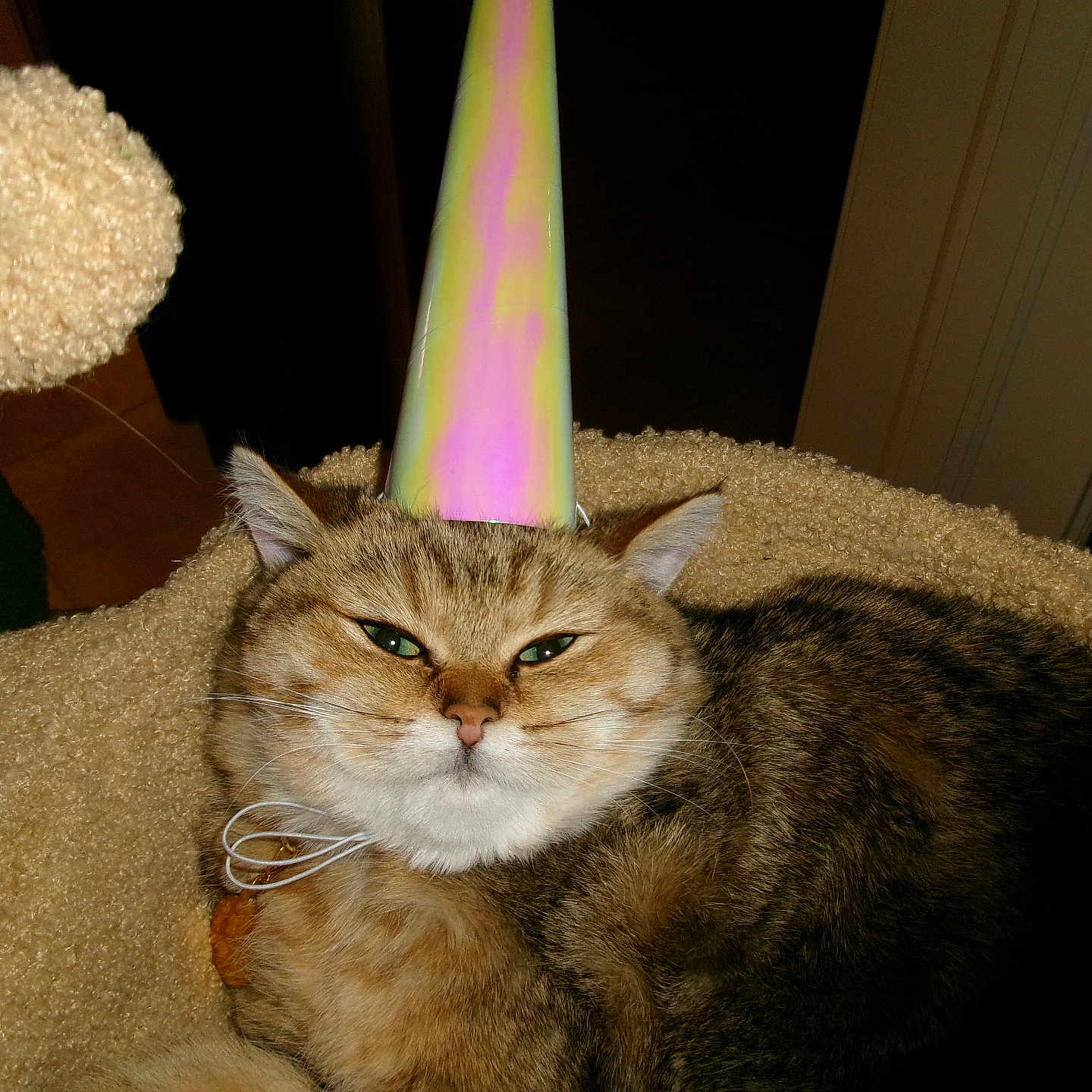 Suki is registered to the contest to win money with this photo: animal, beige, brown, cat, cat_tree, celebration, cozy, cute, domestic_cat, ears, feline, fur, green_eyes, indoor, party_hat, pet, relaxed, sleepy, tabby, whiskers