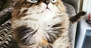 Urya a rejoint le concours — aidez-le/la à gagner de superbes lots ! kitten, cat, blue_eyes, fluffy, indoor, pet, feline, curious, young_animal, whiskers, soft_fur, close_up, domestic_cat, cute, animal_portrait, texture, gray_surface, resting, small_paws, cozy