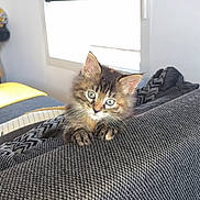 Urya a rejoint le concours — aidez-le/la à gagner de superbes lots ! kitten, cat, indoor, couch, gray, sunlight, window, blinds, curious, fluffy, pet, animal, cozy, texture, home, furniture, resting, cute, young, domestic