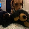 Ginger joined the competition — help win amazing prizes! dog, stuffed_animal, bedspread, indoor, brown_dog, black_bear, toy, furniture, door, television, room, carpet, animal, pet, household, background, soft_toy, blur, domestic, canine