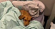 Ginger joined the competition — help win amazing prizes! dog, brown_dog, bed, blanket, pillows, indoor, cozy, sleepy, resting, furniture, home, comfort, pet, canine, blanket_folded, head, snuggled, relaxed, soft_lighting, room