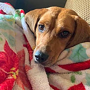 Ginger is registered to the contest to win money with this photo: dog, blanket, cozy, indoor, pet, wrapped, fur, brown_dog, comfort, resting, cute, animal, portrait, holiday, warm, relaxed, couch, snuggled, soft, companion