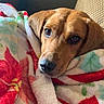 animal, blanket, brown_dog, comfort, companion, couch, cozy, cute, dog, fur, holiday, indoor, pet, portrait, relaxed, resting, snuggled, soft, warm, wrapped