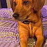 Ginger joined the competition — help win amazing prizes! dog, brown_dog, bed, bedspread, purple, striped, pet, animal, indoor, closeup, collar, fur, lying_down, sleepy, relaxed, canine, paw, muzzle, ears, domestic_animal