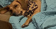 Ginger joined the competition — help win amazing prizes! bandana, blanket, brown_dog, canine, comfort, couch, cozy, cute, dog, furniture, home, indoor, leopard_print, nap, pet, relaxed, resting, sleepy, textile, wrapped